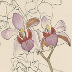 The Scientific Notebooks of German Orchidologist Friedrich Wilhelm Ludwig Kränzlin