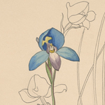  [Descriptions of orchid genera] [manuscript], 1880-1908. Manuscript 11