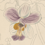  [Descriptions of orchid genera] [manuscript], 1880-1908. Manuscript 09